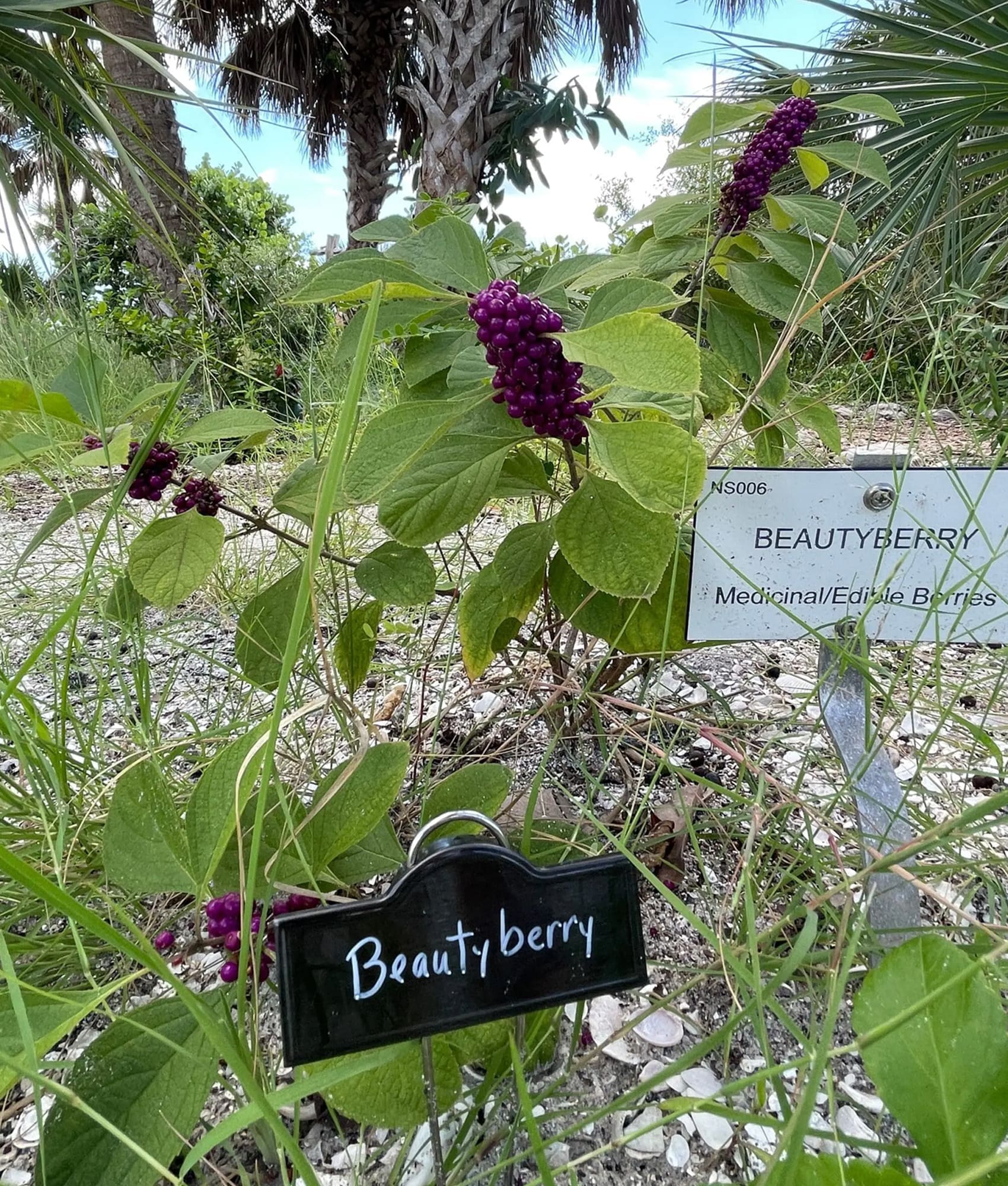 2019-Native-Plant-signs-added-2 2019 Native Plant signs added 2