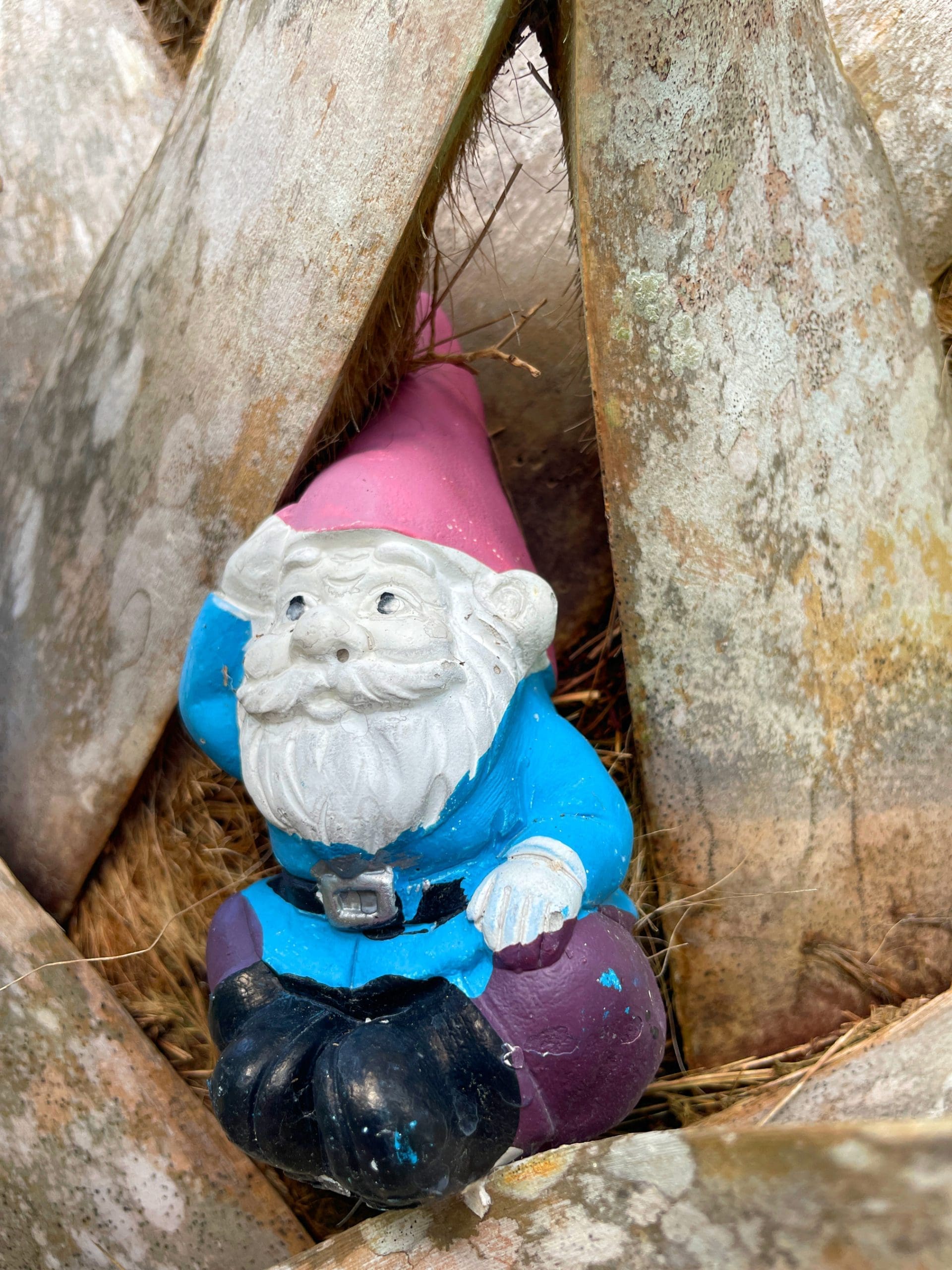 Gnome in tree