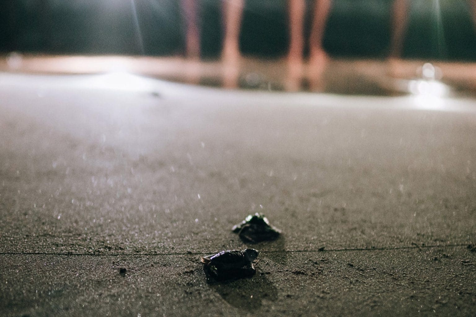 disoriented Sea Turtles