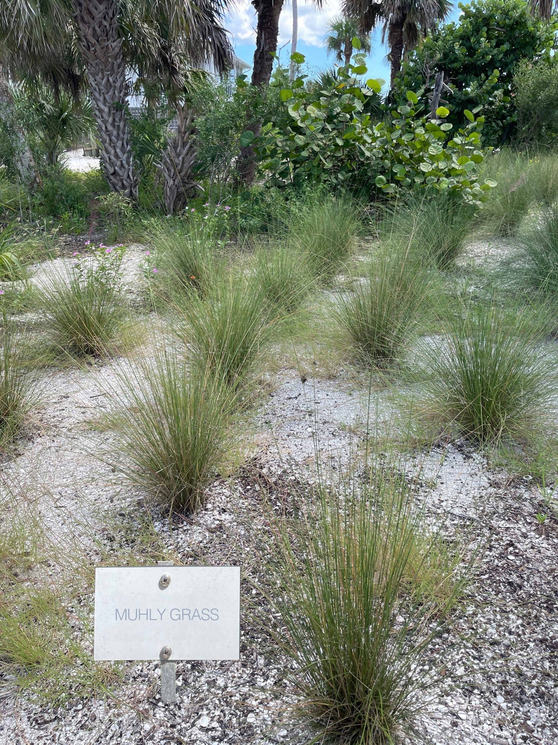 muhly grass