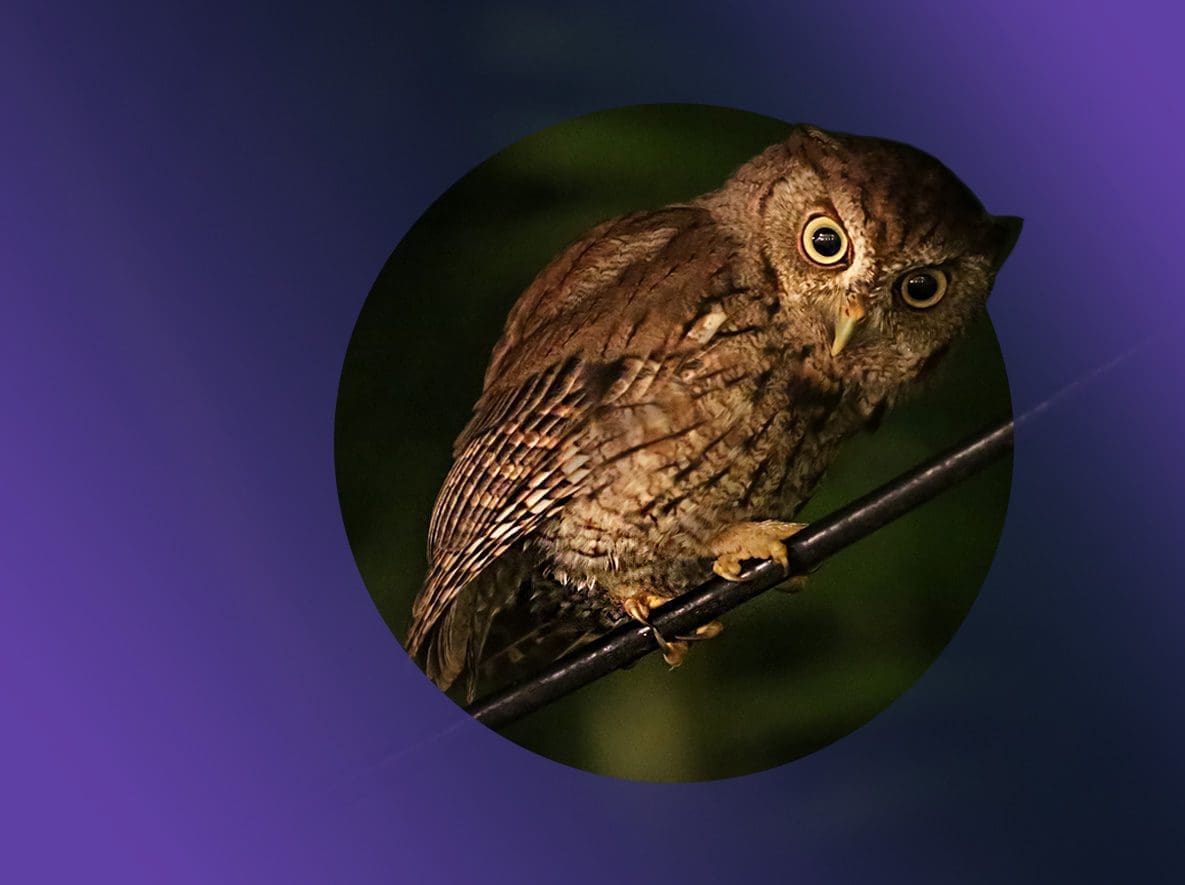 owl dark sky