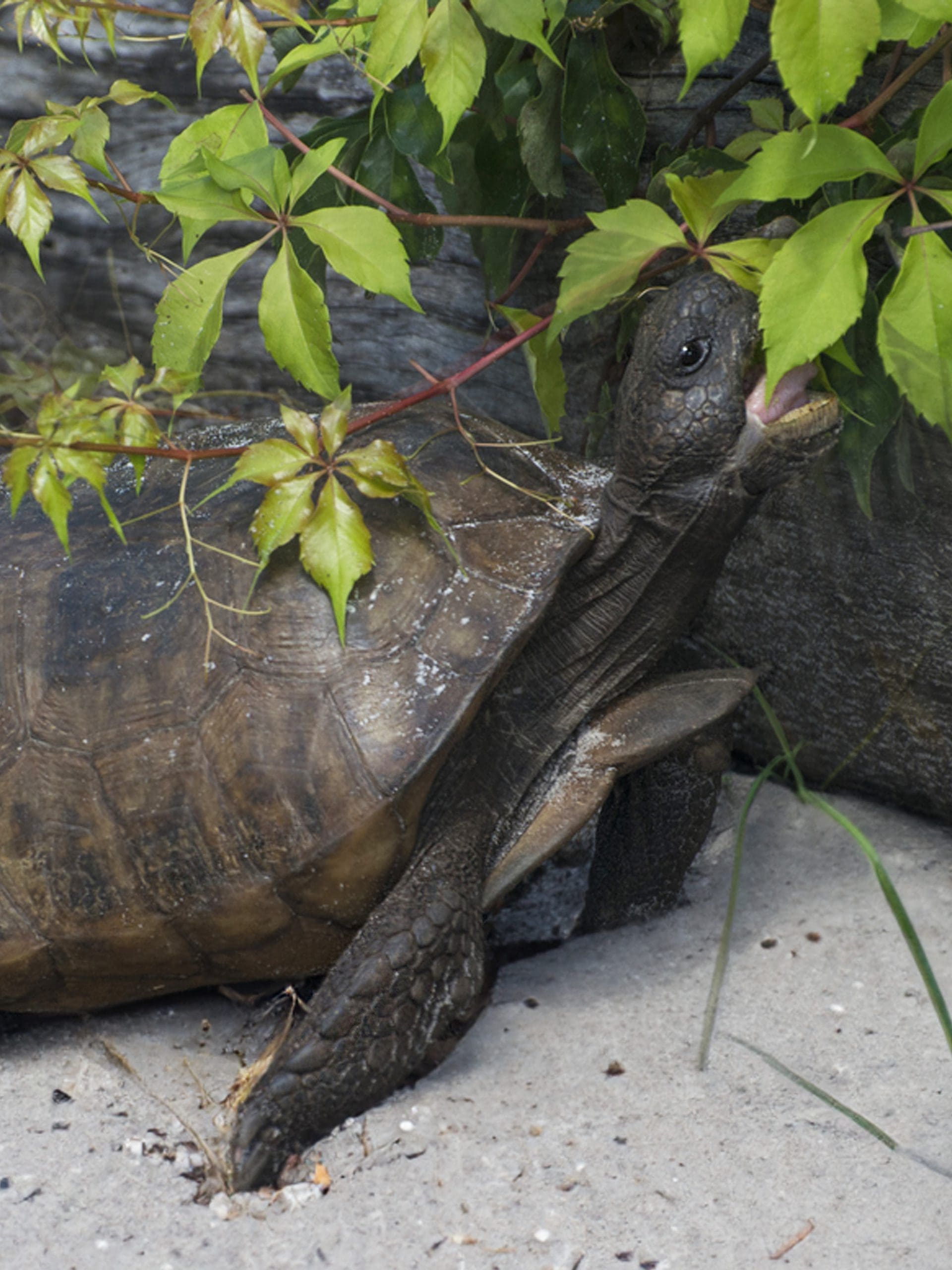 Protected Gopher Tortoise