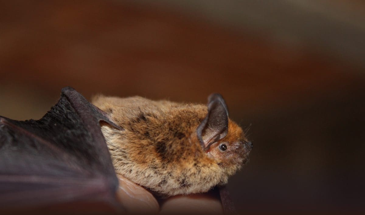 donate bat