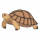 Gopher Tortoise Educational Sign