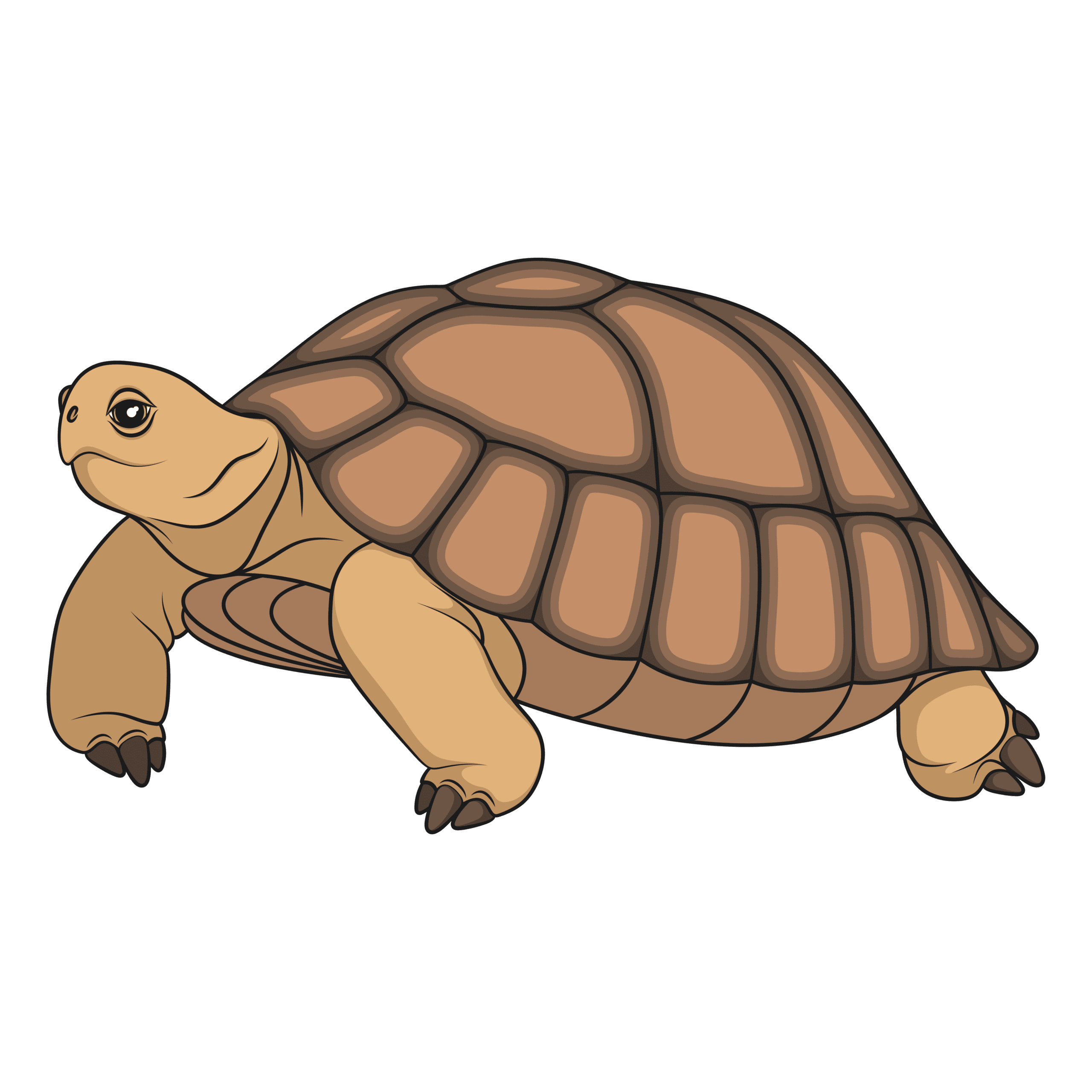Gopher Tortoise Educational Sign