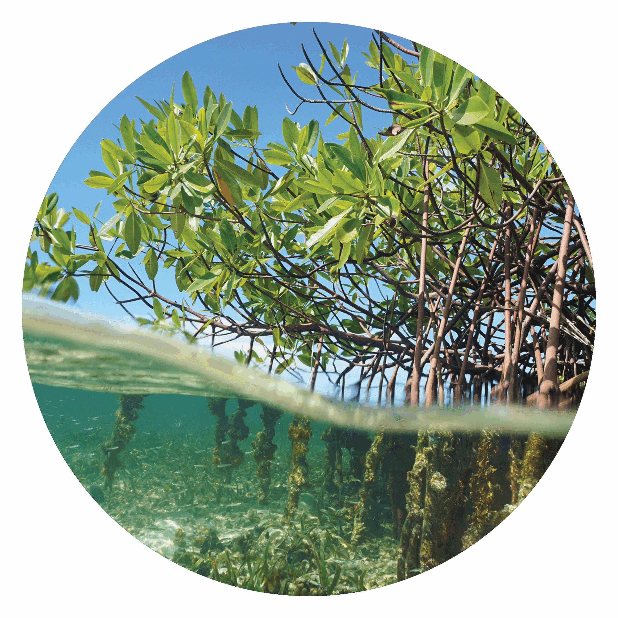 mangrove forest