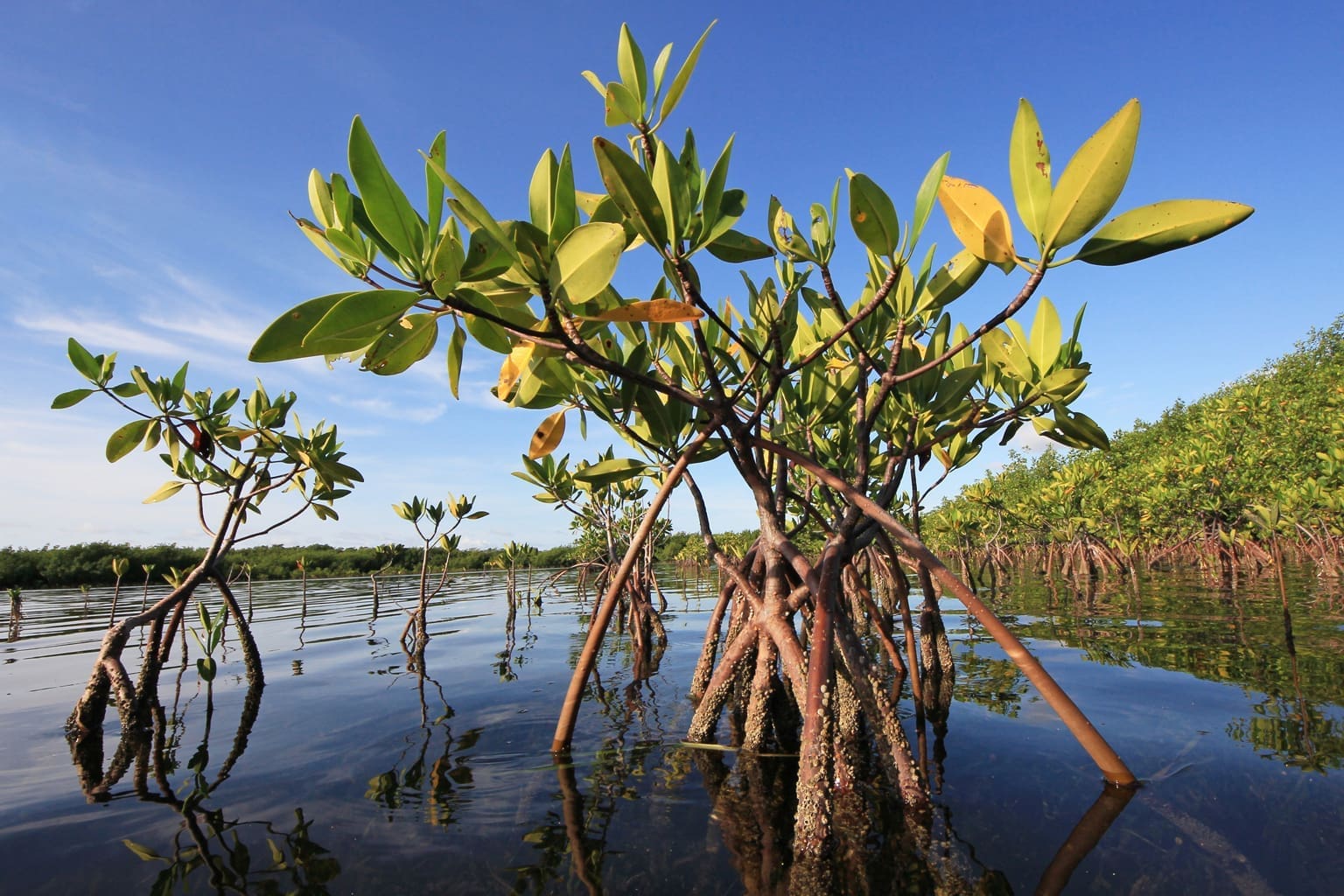 RED MANGROVES