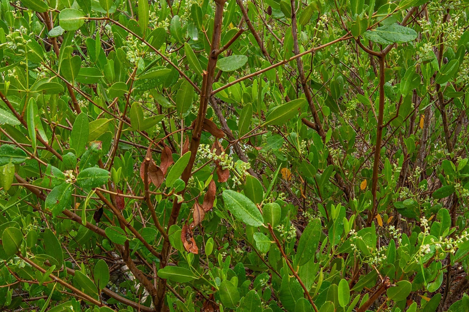 White mangrove tree
