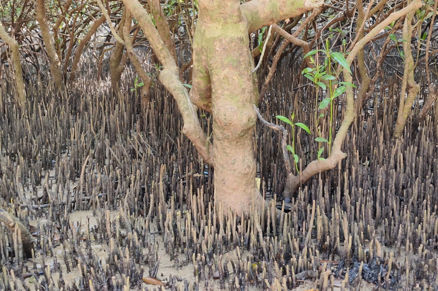 black mangroves
